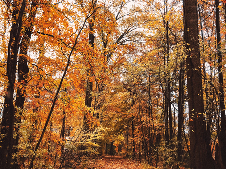 Whisper of the Leaves