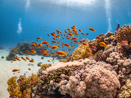 Reviving Our Oceans: Exploring the Depths of Marine Conservation