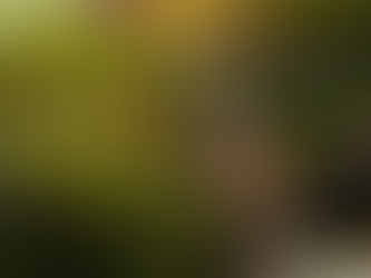 The Magic of Mycelium