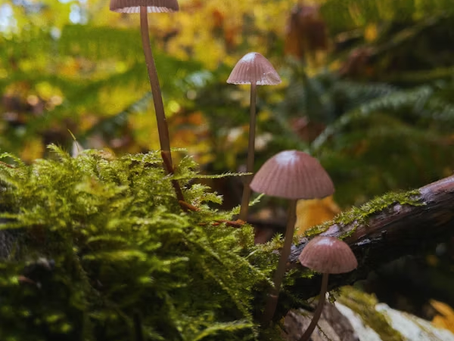 The Magic of Mycelium