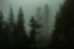 pine-trees-in-a-dark-foggy-forest-free-photo.jpeg